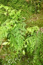 Lindsaea viridis. Mature plant with pendent 2-pinnate-pinnatifid fronds.
 Image: L.R. Perrie © Leon Perrie 2012 CC BY-NC 3.0 NZ